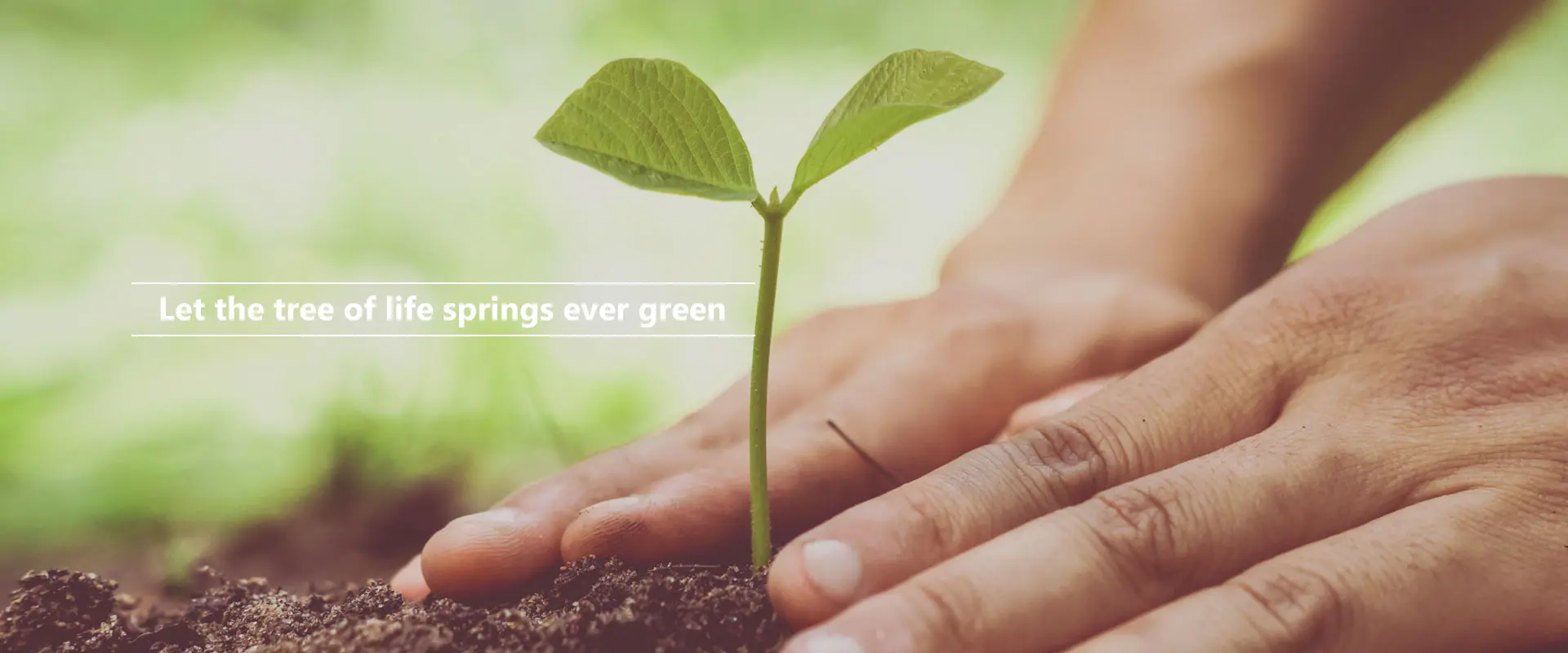 生命の木が永遠に緑を咲かせますように